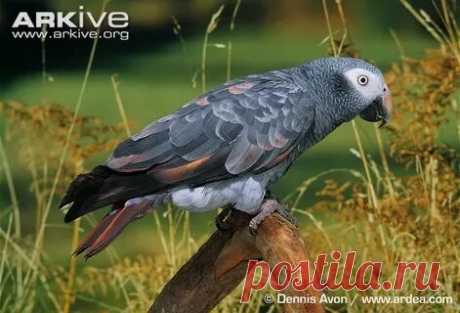 arkive wildlife: 1 тыс изображений найдено в Яндекс Картинках
