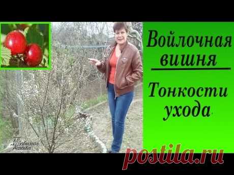 Войлочная вишня. Тонкости ухода. - YouTube
