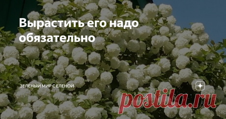 Вырастить его надо обязательно Удивительной красоты кустарник, который стал встречаться все реже и реже. Мне кажется, что в многообразии современных растений об этом кустарнике просто позабыли. А он может быть главным украшением любого участка. Изумительно красивый во время цветения, в уходе совсем неприхотлив. На одном месте может расти много лет  и все это - бульденеж.
Бульденеж- это декоративная калина, раньше можно было