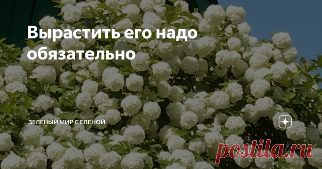 Вырастить его надо обязательно Удивительной красоты кустарник, который стал встречаться все реже и реже. Мне кажется, что в многообразии современных растений об этом кустарнике просто позабыли. А он может быть главным украшением любого участка. Изумительно красивый во время цветения, в уходе совсем неприхотлив. На одном месте может расти много лет  и все это - бульденеж.
Бульденеж- это декоративная калина, раньше можно было