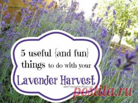 5 Useful (and fun) Things to Do With Your Lavender Harvest If You Have to Pick One Herb for Your Garden, Choose Lavender. There are many types of lavender. I like the ones with long stalks and big flower heads. All lavender is fragrant and fantastic for medicinal, cosmetic, and culinary uses. Lavandula angustifolia, in its many varieties, are low maintenance and drought tolerant plants.   What's…