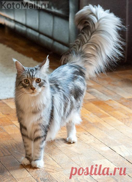 Шикарный кот
