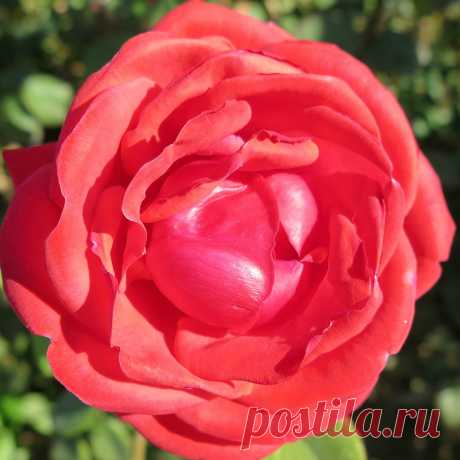 Я люблю ✿ ЦВЕТЫ ✿ | I ♥ Flowers