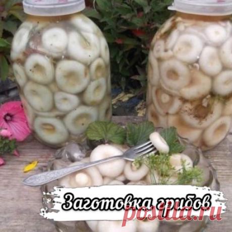 Три заготовки из грибов.
1. Засолка грибов - холодный способ.
грибы (рыжики, черные и белые грузди, волнушки, сыроежки) - 1 кг
соль - 100 г
смородина - 10–12 листьев
вишня - 5–6 листиков
хрен - 2 листа
укроп - 2 зонтика
лавровый лист - 2–3 шт.
перец горошком - по вкусу
чеснок - по вкусу
Грузди, волнушки или сыроежки вымыть и залить холодной водой на 5–6 ч. (Рыжики не вымачивают, а только промывают). На дно деревянной или керамической посуды насыпать слой соли, положить половину листьев смород