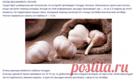 Основные хитрости посадки чеснока на зиму для получения большого урожая.