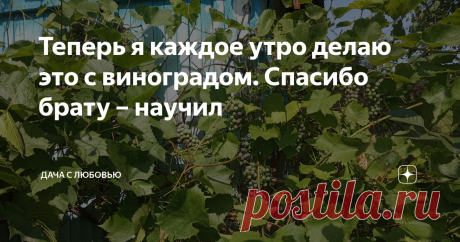 Теперь я каждое утро делаю это с виноградом. Спасибо брату – научил Брат дал мне ценный совет, который позволит собирать эти гроздья даже не вёдрами, а бочками. При этом виноград обещает быть вкусным и сладким. Моя плантация Виноградный уголок у меня состоит всего из одной лозы. Но в этом году, снова при минимальном уходе, она усеяна гроздями. Это в нашей средней полосе.  Моя Изабелла прекрасно зимует без укрытия, поэтому не нужно возиться, снимать её в октябре c опор, тра...