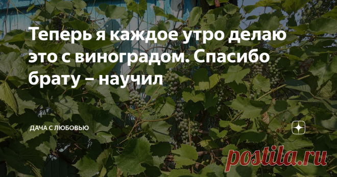 Теперь я каждое утро делаю это с виноградом. Спасибо брату – научил Брат дал мне ценный совет, который позволит собирать эти гроздья даже не вёдрами, а бочками. При этом виноград обещает быть вкусным и сладким. Моя плантация Виноградный уголок у меня состоит всего из одной лозы. Но в этом году, снова при минимальном уходе, она усеяна гроздями. Это в нашей средней полосе.  Моя Изабелла прекрасно зимует без укрытия, поэтому не нужно возиться, снимать её в октябре c опор, тра...