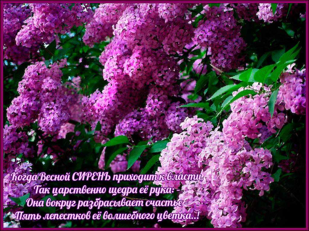 Плейкаст «ПРЕКРАСНОГО НАСТРОЕНИЯ, ДЛЯ ТЕБЯ!»
