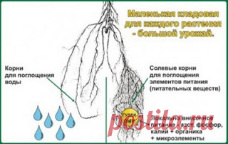 10 принципов органического живого земледелия (продолжение).