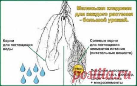 10 принципов органического живого земледелия (продолжение).