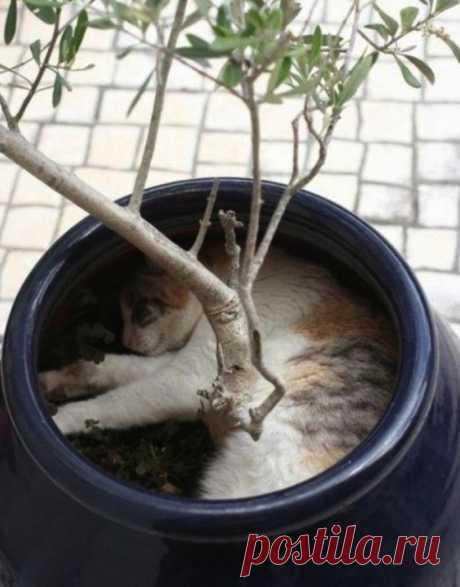 Коты и цветы. Позитив - Сад на подоконнике