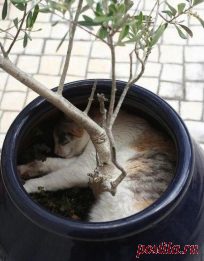 Коты и цветы. Позитив - Сад на подоконнике