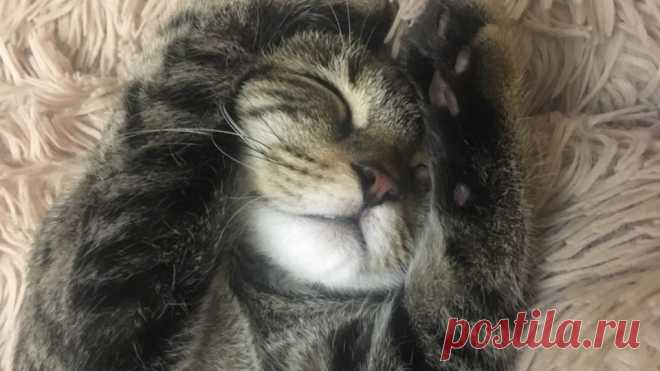 Зоопсихолог рассказала, как помочь кошкам избежать стресса Зоопсихолог Юлия Иванова поделилась в беседе с РЕН ТВ советами о том, как владельцам кошек помочь своим питомцам в борьбе со стрессом....