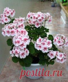 КАК ПРАВИЛЬНО ОБРЕЗАТЬ ГЕРАНЬ, ЧТОБЫ ОНА ПЫШНО ЦВЕЛА
Сохраните, чтобы не потерять!
Обрезка пеларгонии: основные правила
Чтобы правильно обрезать герань, нужно учитывать тип цветка. Она может быть многолетняя и однолетняя. Однолетнее растение обрезать не обязательно. Это следует делать только для изменения формы растения. Многолетняя пеларгония нуждается в обрезке 2 раза в год – весной и осенью. Обрезка не только декорирует внешний вид, она способствует зарождению большого количества крупных со