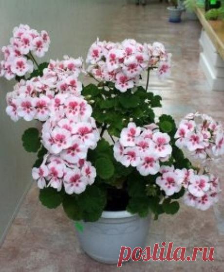 КАК ПРАВИЛЬНО ОБРЕЗАТЬ ГЕРАНЬ, ЧТОБЫ ОНА ПЫШНО ЦВЕЛА
Сохраните, чтобы не потерять!
Обрезка пеларгонии: основные правила
Чтобы правильно обрезать герань, нужно учитывать тип цветка. Она может быть многолетняя и однолетняя. Однолетнее растение обрезать не обязательно. Это следует делать только для изменения формы растения. Многолетняя пеларгония нуждается в обрезке 2 раза в год – весной и осенью. Обрезка не только декорирует внешний вид, она способствует зарождению большого количества крупных со