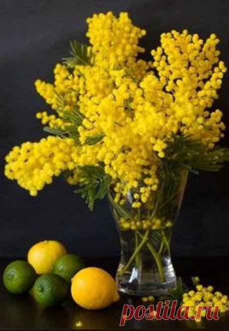 bouquets that I buy for myself (Mimosa)