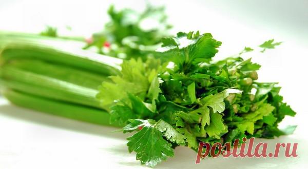 Посадка и уход за сельдереем черешковым &#8212; Чудеса