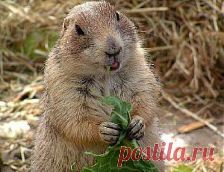 Жизнь бобров - интересные факты - сайт Природа