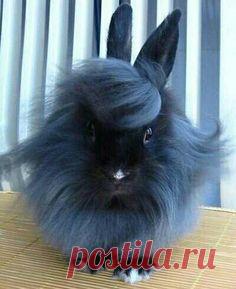 A fancy coiffured blue angora bunny!