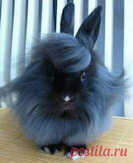 A fancy coiffured blue angora bunny!