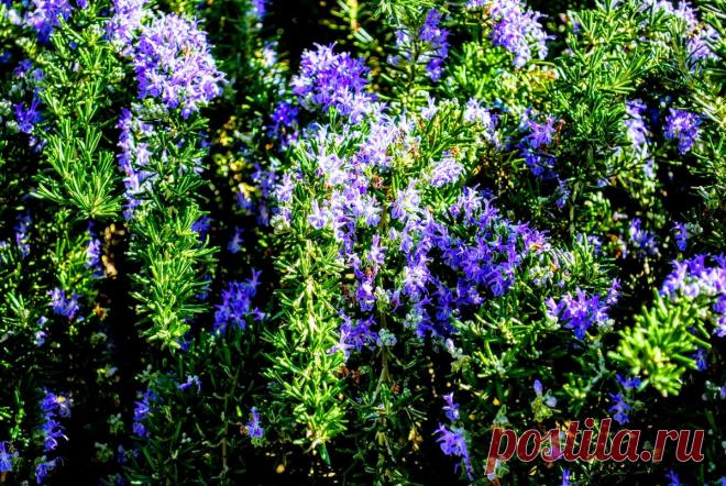 6 правил выращивания розмарина в саду и в квартире | Дневник отчаянных пенсионеров | Яндекс Дзен