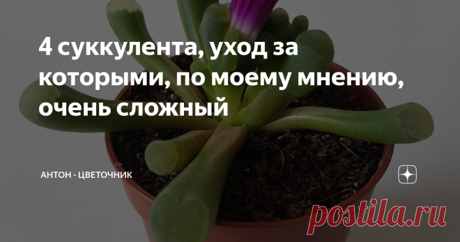 4 суккулента, уход за которыми, по моему мнению, очень  сложный Откровение из жизни суккулентовода или растения, с которыми сложно подружиться.