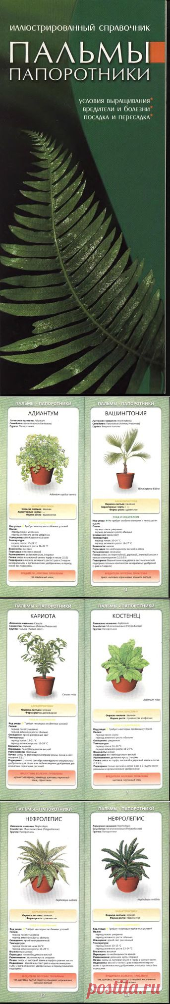Пальмы. Папоротники. Иллюстрированный справочник - Флора и фауна - Живой уголок - Каталог статей - ЛИНИИ ЖИЗНИ