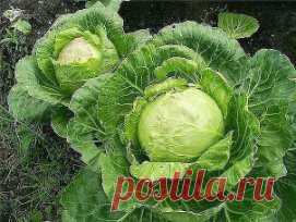 ПОЛНОЕ СОБРАНИЕ ДАЧНЫХ ХИТРОСТЕЙ ДЛЯ САДОВОДОВ И ОГОРОДНИКОВ!
Сохраните, чтобы не потерять! 
1. Свекла любит полив методом дождевания и частые, но осторожные рыхления.
2. После второго прореживания свеклу подкармливают минеральными удобрениями.
3. Лучше всего свекла растет на нешироких грядках, шириной в 3 ряда максимум с расстояниями между растений от 15-17 см.
4. Пока у моркови не появились всходы, ее поливают регулярно. Когда появятся всходы, их 12-15 дней лучше не поливать, за исключени