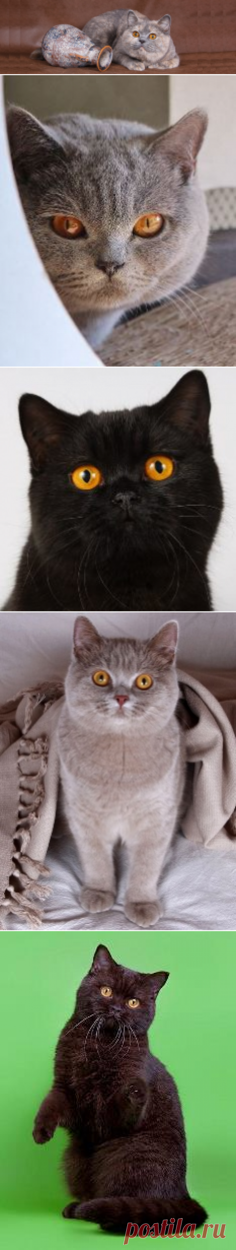 Питомник британских кошек Ilios Cats