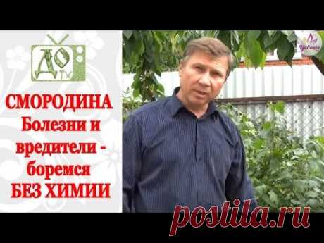 ЧЁРНАЯ и КРАСНАЯ СМОРОДИНА. Болезни и вредители - боремся БЕЗ ХИМИИ - YouTube