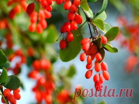 Кустарник барбарис: посадка и уход в открытом грунте, виды и сорта с фото