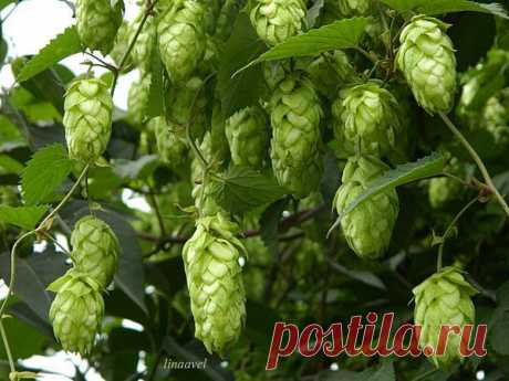 Хмель: виды и сорта, посадка, уход