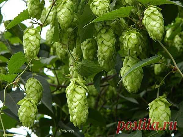Хмель: виды и сорта, посадка, уход