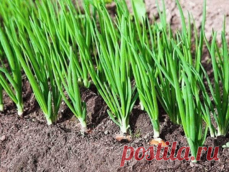 Пероноспороз луковых культур: как вылечить и не допустить