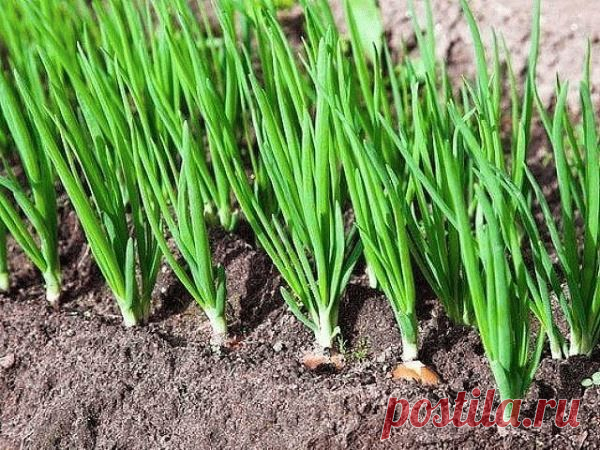 Пероноспороз луковых культур: как вылечить и не допустить