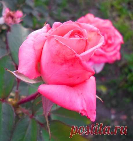 Розовый бутон