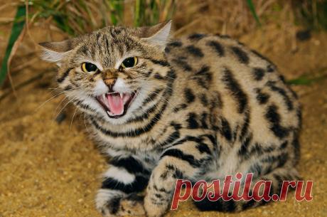 Черноногая кошка (Felis nigripes) | Терри Уиттакер Фотография