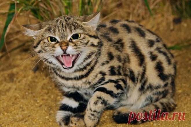 Черноногая кошка (Felis nigripes) | Терри Уиттакер Фотография