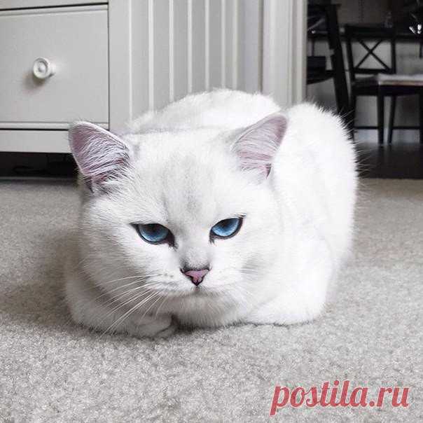 Милашка