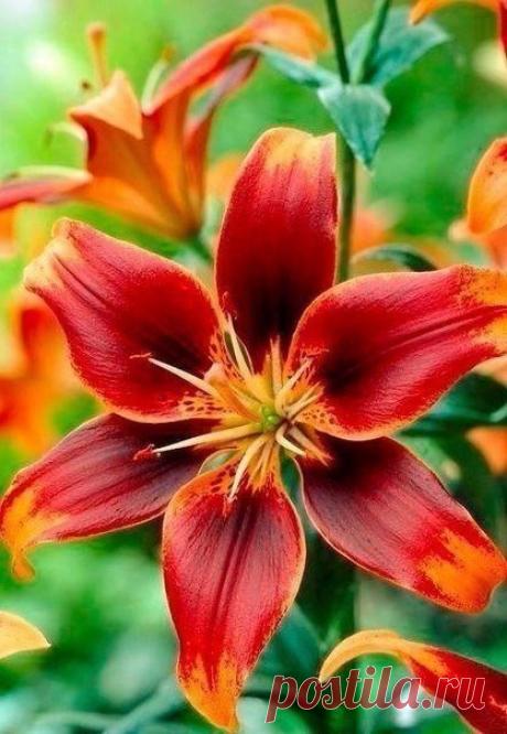 ღஐ Надежда ஐღ ♛ - Россия на Мой Мир@Mail.ru