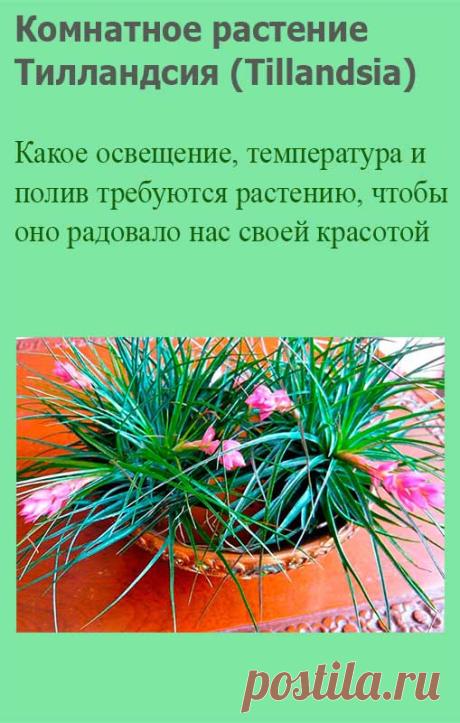 Комнатное растение Тилландсия (Tillandsia). Род описан в 1753 г. и назван в честь шведского ботаника Э.Тилландса (1640-1693). Тилландсия синяя (T.cyanea) - вид, наиболее часто встречающийся в продаже. Высота растения в цветущем состоянии достигает 25 см. Цветение выглядит весьма эффектно: соцветие - мощный сильно уплощенный колос, ярко-оранжевый или малиновый, - содержит до 20 цветков сине-фиолетового оттенка, из которых одновременно открыт один или два.
