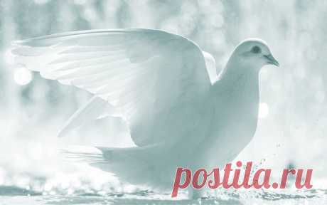 К тебе на рассвете лечу белокрылой голубкой,
В аккорды вплетая мгновения Счастья из нот,
Дрожат на ветру чуть дыша лепестки незабудки
И рвётся Душа в небеса в свой бескрайний полет...