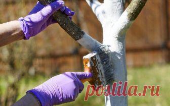 Побелка деревьев осенью: сроки, рецепты растворов, правила проведения процедуры Зачем нужно белить деревья осенью. Когда и чем красить. Технология покраски.