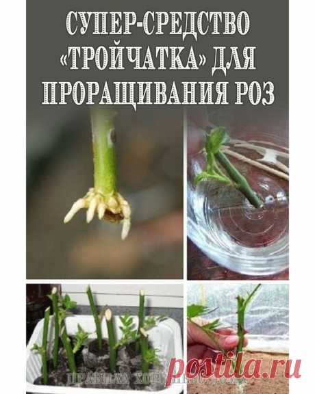 Моя любимая, дача в Instagram: «Сдаю рецепт маминой «Тройчатки» для проращивания роз ⠀ Как жаль, когда спустя несколько дней даже самый красивый и с любовью подаренный…»