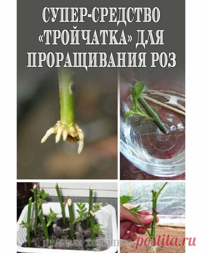 Моя любимая, дача в Instagram: «Сдаю рецепт маминой «Тройчатки» для проращивания роз ⠀ Как жаль, когда спустя несколько дней даже самый красивый и с любовью подаренный…»