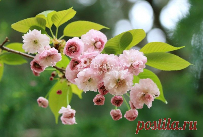 Уход за вишней весной