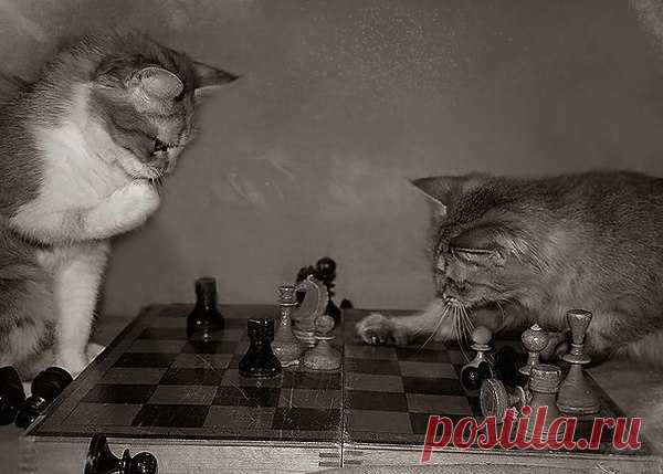 В жизни как в шахматах... сделаешь ход и
думаешь... Вот зачем я сюда пошла?!