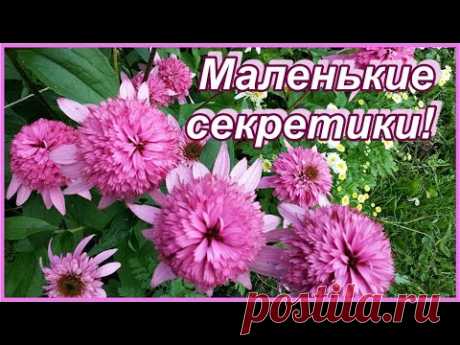 Роскошные королевские ромашки -  эхинацея пурпурная махровая  -  секреты ее выращивания.