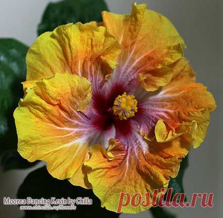 Гибискус фото - M - сорта. Гибискусы каталог сортов. Les Hibiscus Hypnotique