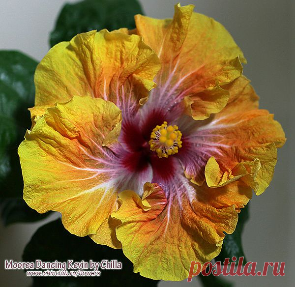 Гибискус фото - M - сорта. Гибискусы каталог сортов. Les Hibiscus Hypnotique